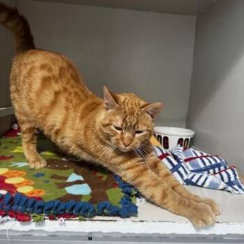 Red -  Domestic Short Hair Cat Available for Adoption in Hutchinson, Minnesota - Red | PetCurious