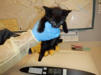 EMILIO -  Domestic Medium Hair Cat for Adoption in San Jose, California - EMILIO | PetCurious