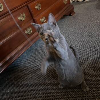 Pumice -  Domestic Short Hair Cat for Adoption in Harrisonburg, Virginia - Pumice | PetCurious