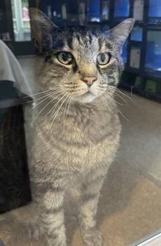 Domestic Short Hair Cats Available for Adoption in Westminster, Maryland - DEXTER | PetCurious