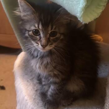 Domestic Long Hair Cats Available for Adoption - Granite | PetCurious