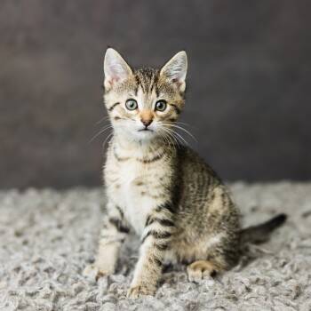 Rescue Domestic Short Hair Cats for Adoption in Saint Paul, Minnesota - Diesel | PetCurious