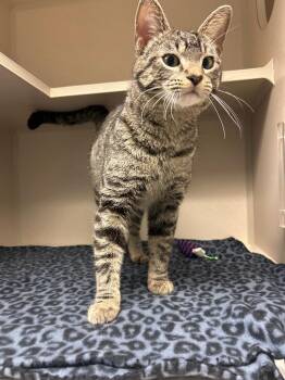 Domestic Short Hair Cats Available for Adoption in Morgantown, Kentucky - Bluey | PetCurious