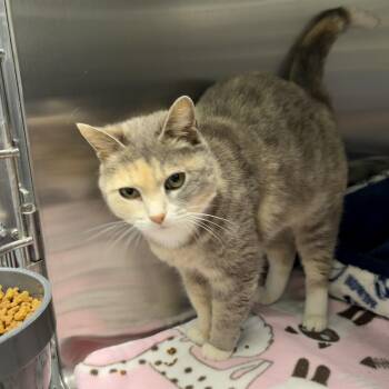 Domestic Short Hair Cats Available for Adoption in Richmond, Virginia - Bee-Lieve | PetCurious
