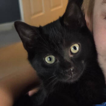 Rescue Domestic Short Hair Cats for Adoption in Cumming, Georgia - Rex | PetCurious