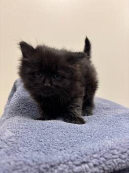 Boo -  Domestic Short Hair Cat for Adoption in Liverpool, New York - Boo | PetCurious