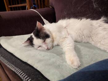 Domestic Medium Hair Cats Available for Adoption in San Jose, California - Angus (Courtesy Post) | PetCurious