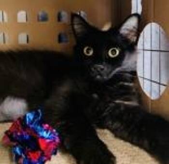 Blossom -  Domestic Medium Hair Cat for Adoption in Redmond, Oregon - Blossom | PetCurious