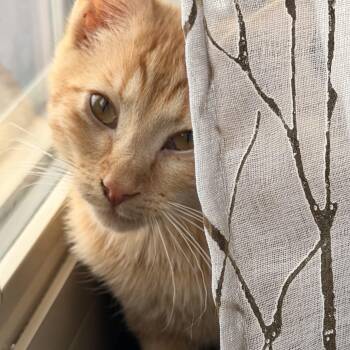 Rusty -  Domestic Short Hair Cat for Adoption in Denver, Colorado - Rusty | PetCurious