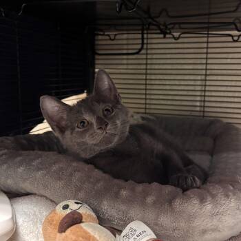 Rythm -  Domestic Short Hair Cat for Adoption in Charleston, South Carolina - Rythm | PetCurious