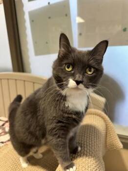 Tippie -Toe -  Domestic Short Hair Cat for Adoption in Quakertown, Pennsylvania - Tippie -Toe | PetCurious