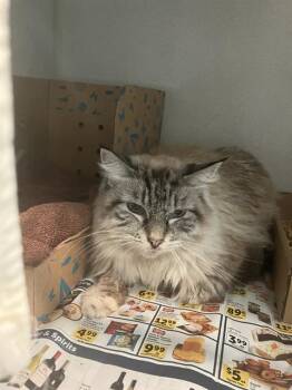 Maine Coon Cats Available for Adoption in Long Beach, California - FRANKIE | PetCurious