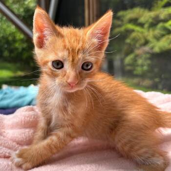 Precious -  Domestic Short Hair Cat for Adoption in Volcano, Hawaii - Precious | PetCurious