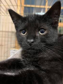 DRIZZLE -  Domestic Short Hair Cat for Adoption in Southbury, Connecticut - DRIZZLE | PetCurious