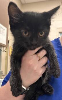Silverlegs -  Domestic Short Hair Cat for Adoption in Fishers, Indiana - Silverlegs | PetCurious