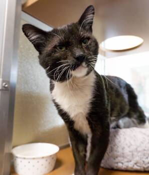 Rescue Domestic Short Hair Cats for Adoption in Encinitas, California - Plaid Pumpkin | PetCurious