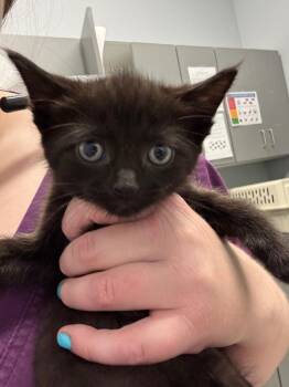 Raphael -  Domestic Short Hair Cat for Adoption in Bloomington, Indiana - Raphael | PetCurious