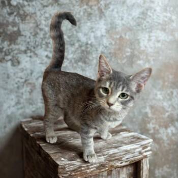 Shadow -  Domestic Short Hair Cat for Adoption in La Plata, Maryland - Shadow | PetCurious