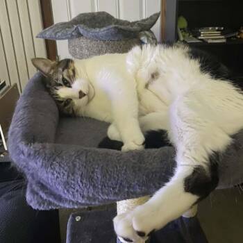 Domestic Short Hair Cats Available for Adoption in Bentonville, Arkansas - Morty | PetCurious