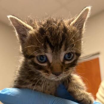 Domestic Short Hair Cats Available for Adoption in Yuma, Arizona - Hawaii | PetCurious