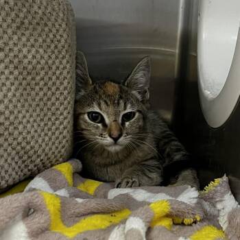 Katniss (26-4C-1) -  Domestic Short Hair Cat for Adoption in Rifle, Colorado - Katniss (26-4C-1) | PetCurious