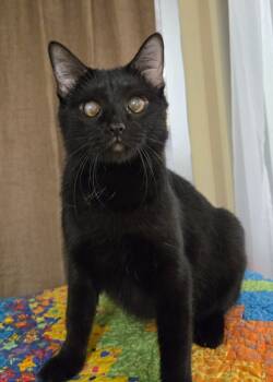 Rescue Domestic Short Hair Cats for Adoption in Ballwin, Missouri - Netri | PetCurious
