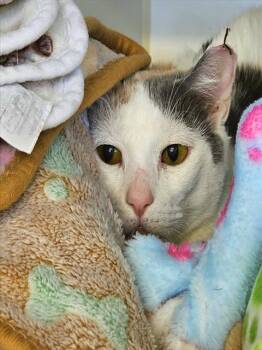 Domestic Short Hair Cats Available for Adoption - CREME PUFF | PetCurious