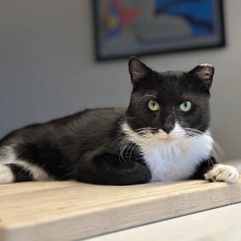 Richard -  Domestic Short Hair Cat for Adoption - Richard | PetCurious