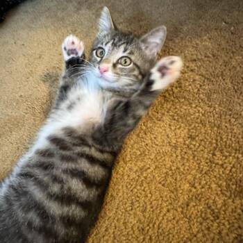 Bentley -  Domestic Short Hair Cat for Adoption in Bridgeville, Pennsylvania - Bentley | PetCurious