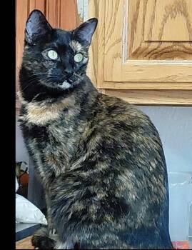 Digiorno -  Domestic Short Hair Cat for Adoption in Lafayette, Colorado - Digiorno | PetCurious