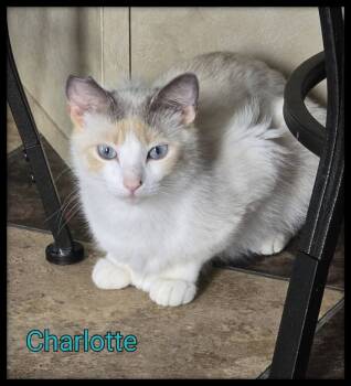 Rescue Siamese Cats for Adoption in Miami, Oklahoma - Charlotte | PetCurious