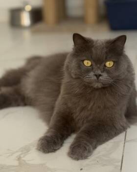 Domestic Short Hair Cats Available for Adoption in Toronto, Ontario - RIO | PetCurious