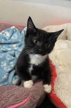 Autumn -  Domestic Short Hair Cat for Adoption in Newberg, Oregon - Autumn | PetCurious