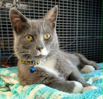 Toe me -  Domestic Short Hair Cat for Adoption in Hamilton, Ontario - Toe Me | PetCurious