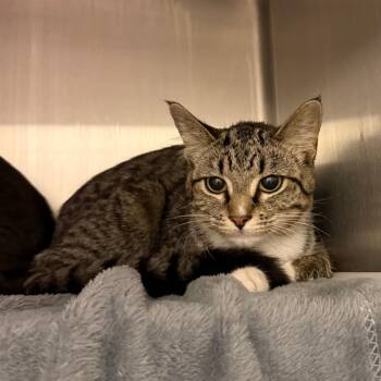 Domestic Short Hair Cats Available for Adoption in Council Bluffs, Iowa - Emerald | PetCurious