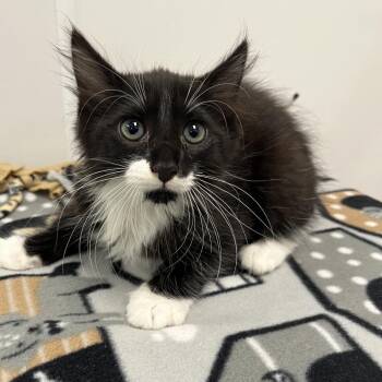 Stuart -  Domestic Short Hair Cat for Adoption in West Palm Beach, Florida - Stuart | PetCurious