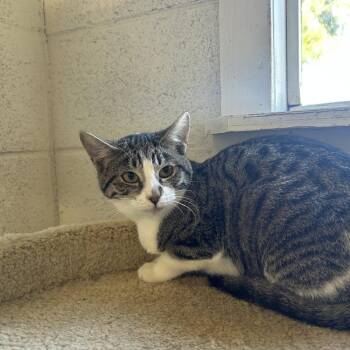 Domestic Short Hair Cats Available for Adoption in Ontario, California - Becky | PetCurious