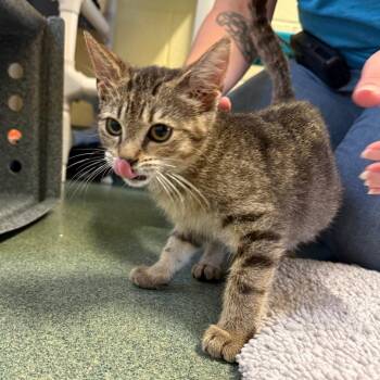 Pickle Rick -  Domestic Short Hair Cat for Adoption - Pickle Rick | PetCurious