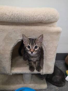 Herbie Kay (Kay) -  Domestic Short Hair Cat for Adoption in Fort Myers, Florida - Herbie Kay (Kay) | PetCurious
