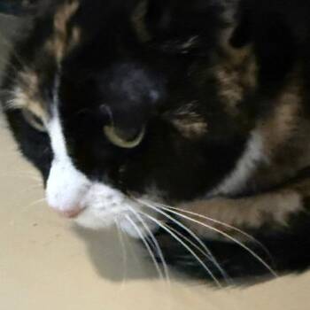 Lunita - Chino Hills Location -  Domestic Short Hair Cat for Adoption in Chino Hills, California - Lunita - Chino Hills Location | PetCurious