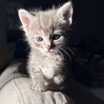 Edwards - Athens GA -  Domestic Short Hair Cat for Adoption in Greensboro, Georgia - Edwards - Athens GA | PetCurious