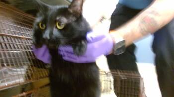 Domestic Short Hair Cats Available for Adoption - HILLARY | PetCurious