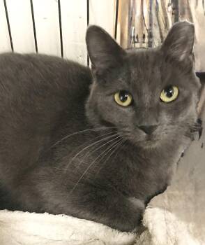 Rescue American Shorthair Cats for Adoption in Philadelphia, Pennsylvania - Karina | PetCurious