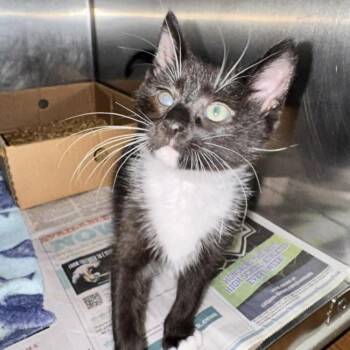 Humdinger -  Domestic Short Hair Cat for Adoption in Candler, North Carolina - Humdinger | PetCurious