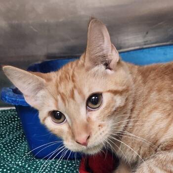 Sheriff Cooper K45817 -  Domestic Medium Hair Cat for Adoption in Corsicana, Texas - Sheriff Cooper K45817 | PetCurious