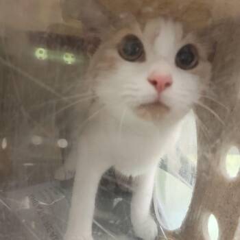 Wheat Bread -  Domestic Short Hair Cat for Adoption in Philadelphia, Pennsylvania - Wheat Bread | PetCurious