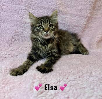 Rescue Domestic Long Hair Cats for Adoption in Copley, Ohio - Elsa | PetCurious