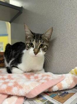 Domestic Short Hair Cats Available for Adoption - Sour | PetCurious