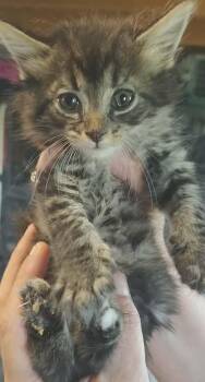 Jake Claw-furd -  Domestic Short Hair Cat for Adoption in Fair Oaks, Indiana - Jake Claw-furd | PetCurious