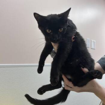 Ash -  Domestic Short Hair Cat for Adoption in Clearwater, Florida - Ash | PetCurious